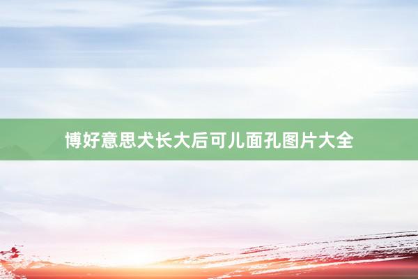 博好意思犬长大后可儿面孔图片大全